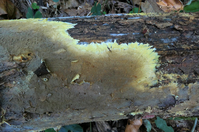 Xenasmatella Vaga Xenasmatella Vaga